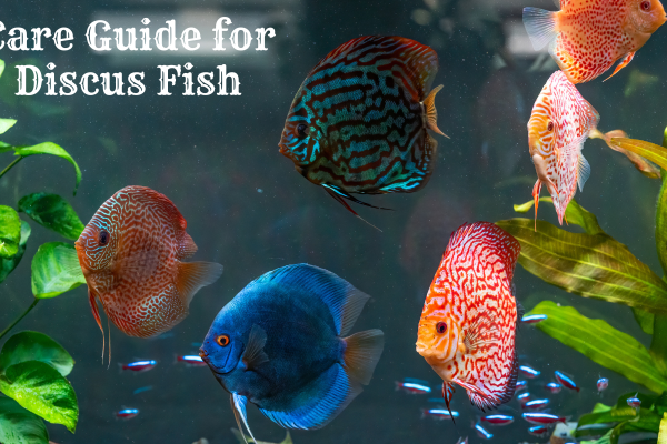 discus fish