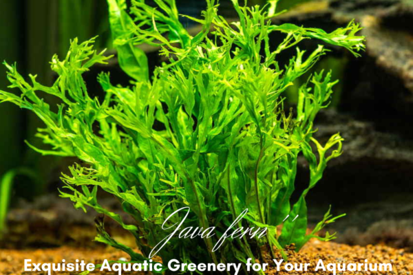 Java Fern