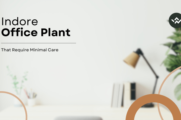 Office plant