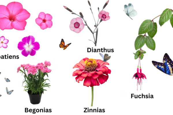 Flower plants for the home garden